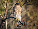 Coopers Hawk