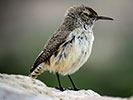 Rock Wren