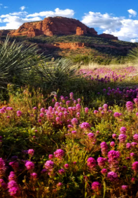 Owl Clover wildflowers with red rock mountain