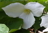 trillium