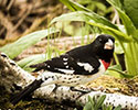 Rose-Breasted Grosbeak